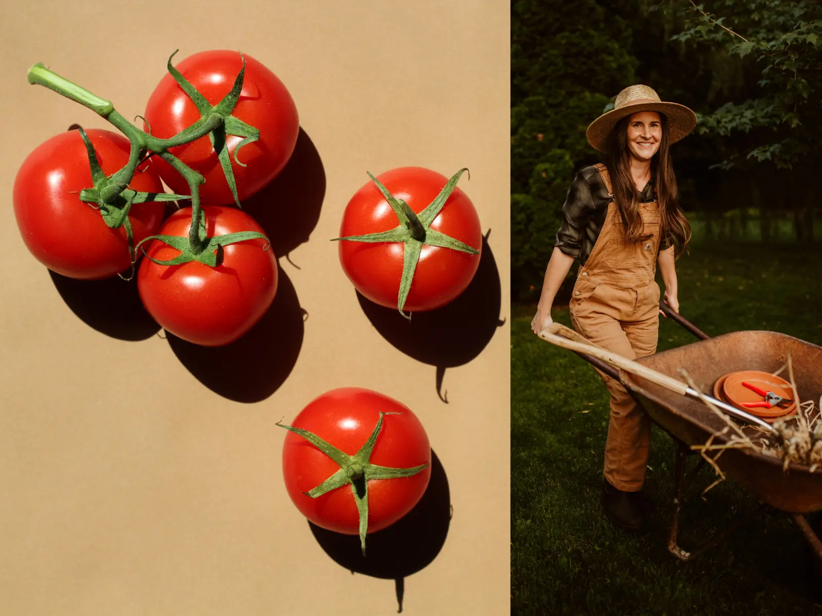 ripe red tomatoes and a gardener pushing a wheelbarrow