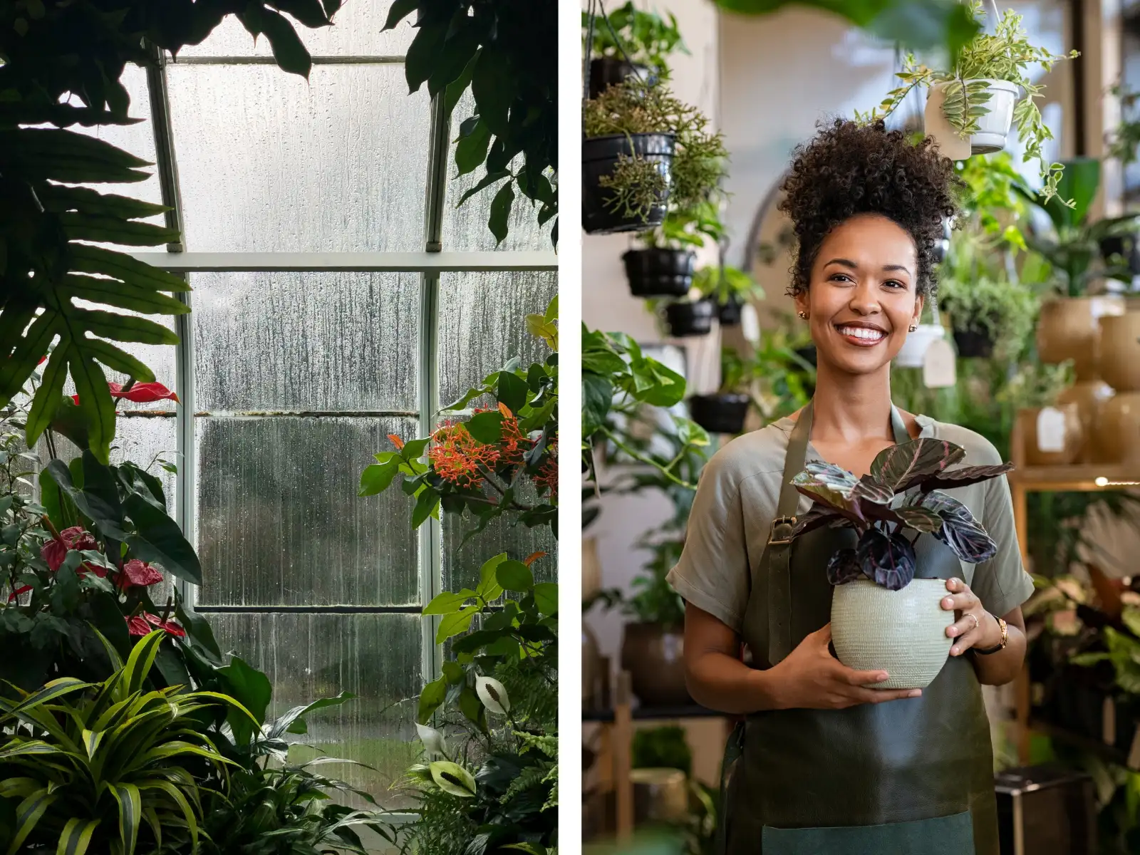 Woman in Greenhouse with plant in hand on split screen with greenhouse to the left